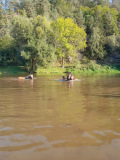 plaveni